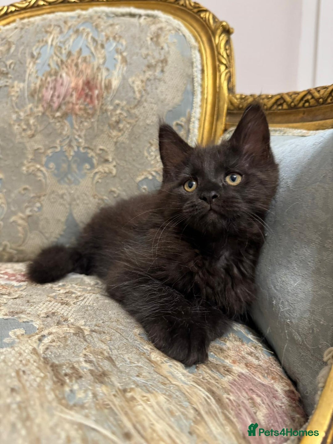 Maine Coon cats for sale: Maine Coon Kittens with Elite Heritage 🌟🌟🌟🌟🌟 - Image 26