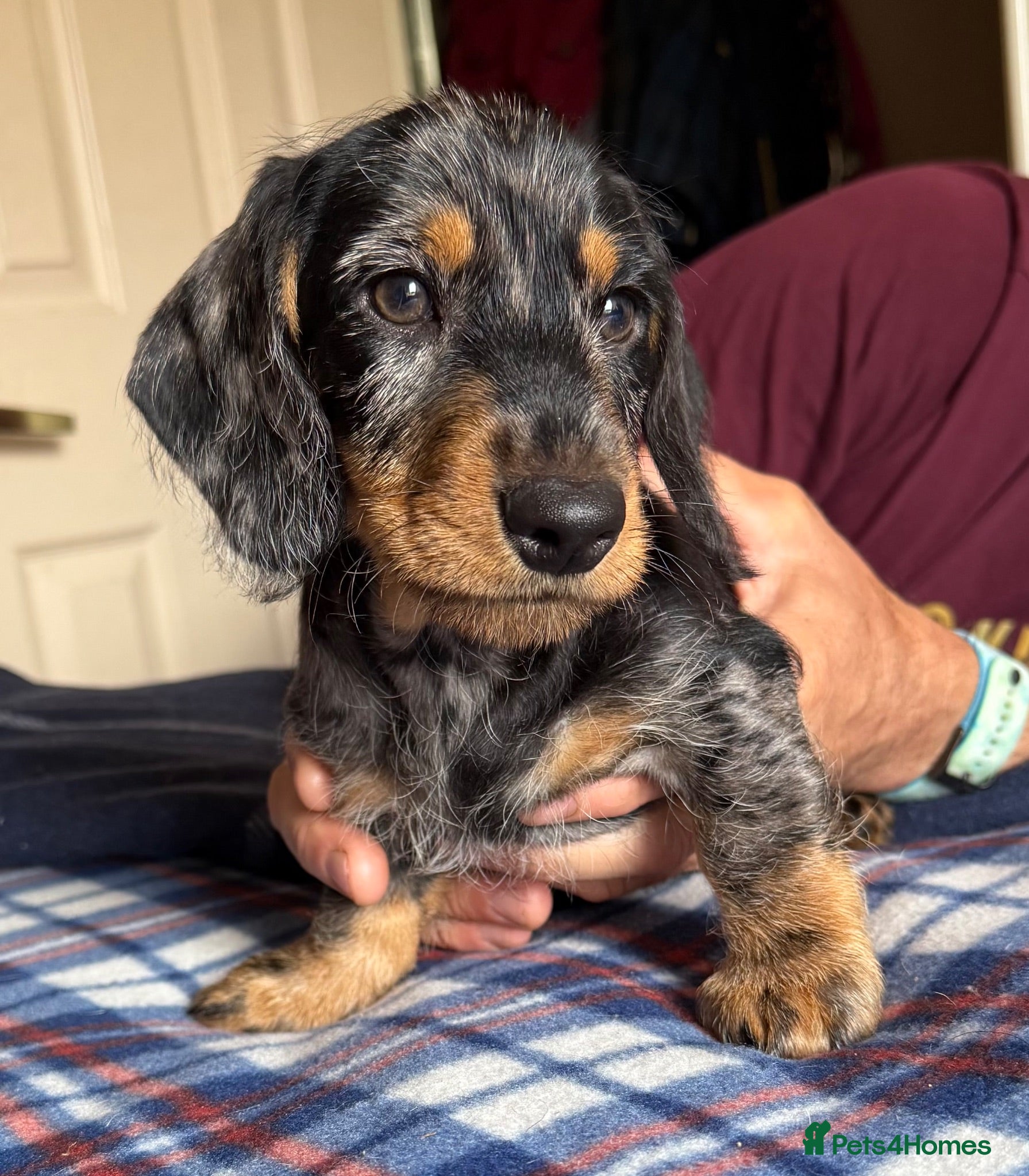 Dachshund dogs Wire Haired Dachshund Tweenies - Advert 1