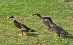 Ducks poultry for sale: Indian runner ducks  - Image 5