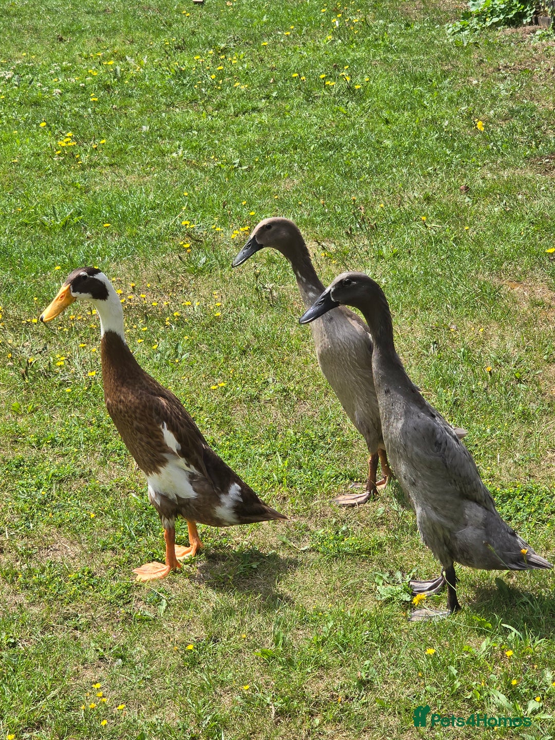 Ducks poultry for sale: Indian runner ducks  - Image 5