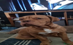 Dogue De Bordeaux dogs for sale: Dogue de bordeaux - Image 4