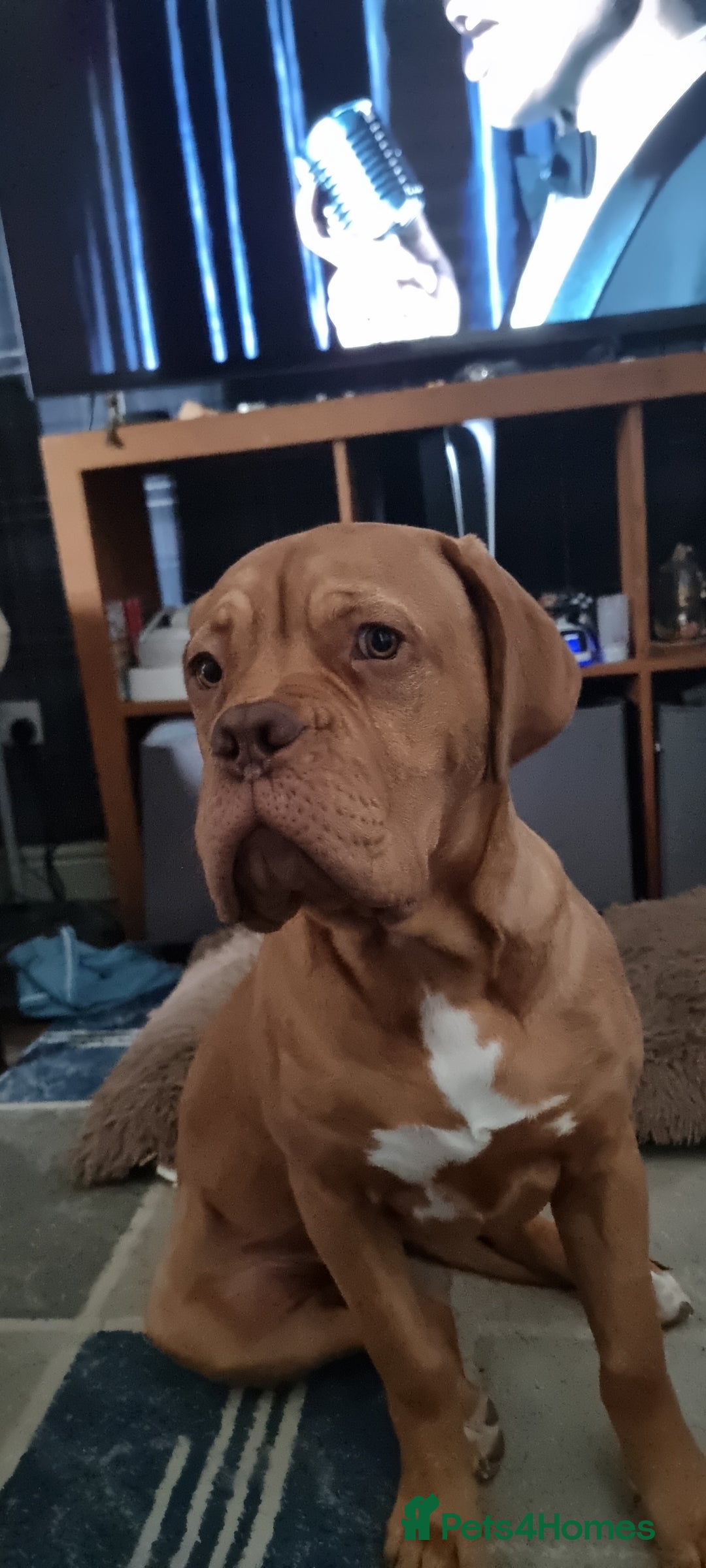 Dogue De Bordeaux dogs for sale: Dogue de bordeaux - Image 4