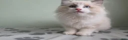 Ragdoll cats for sale: GCCF-registered Ragdoll kittens - Advert 7