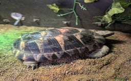 Tortoise reptiles for sale: Hermann's tortoise  - Image 1