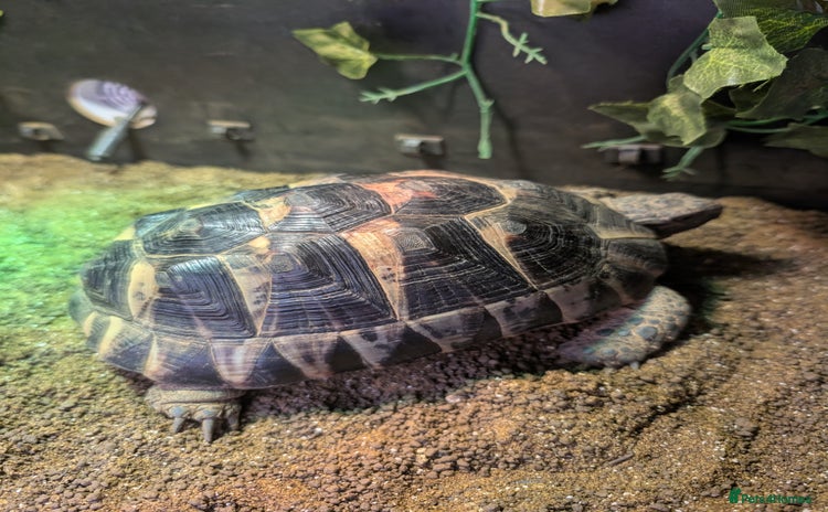 Tortoise reptiles - Advert 1