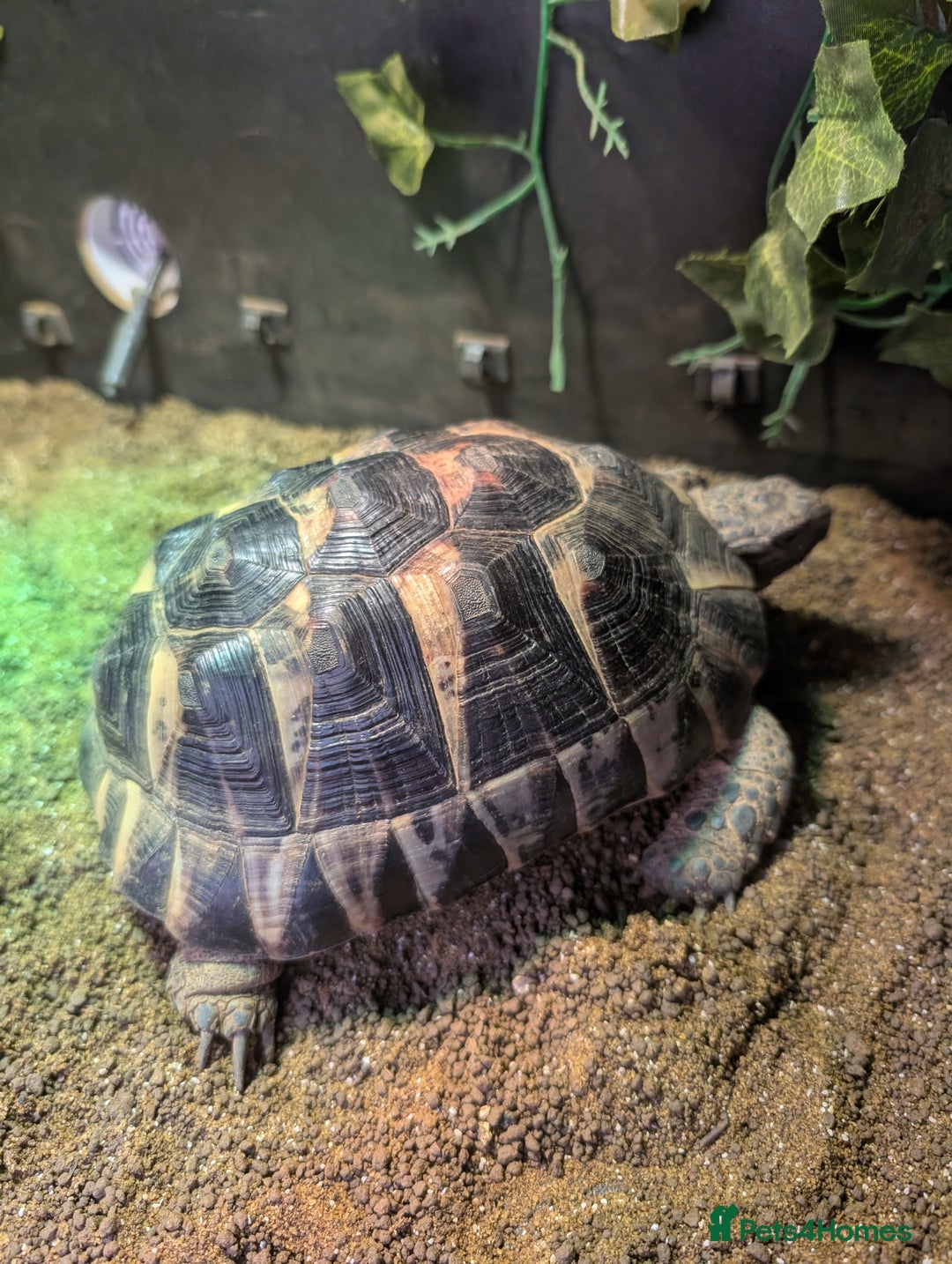 Tortoise reptiles for sale: Hermann's tortoise  - Image 1