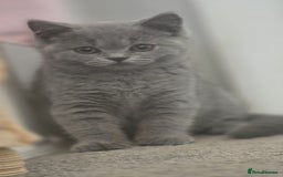 British Shorthair cats for sale: Stunning blue British shorthair kittens - Image 5