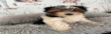 Yorkshire Terrier 1