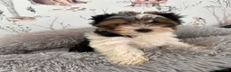 Yorkshire Terrier dogs for sale: ❤️ Beautiful Yorkshire Terrier Biewer ❤️  - Advert 2