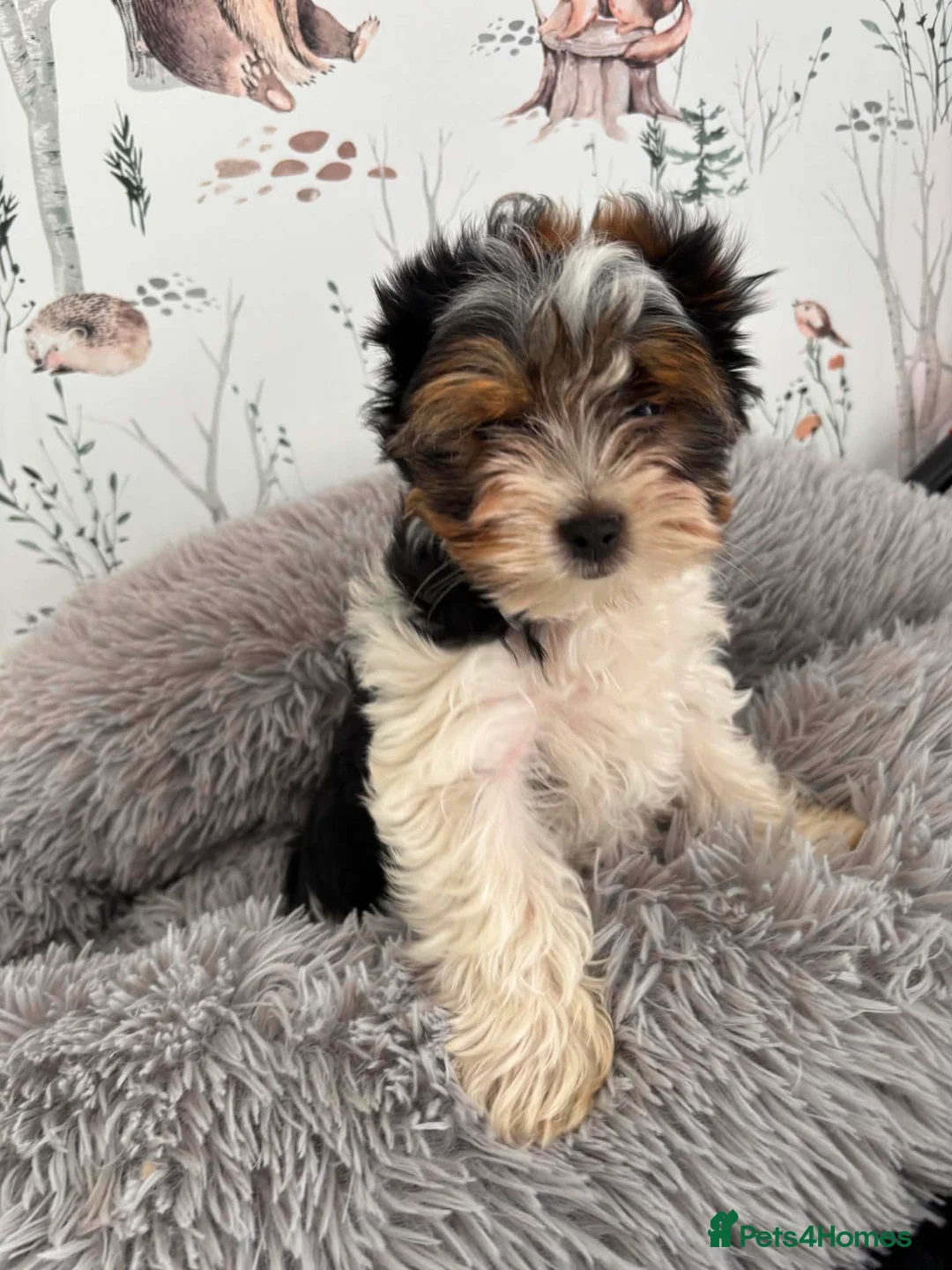 Yorkshire Terrier dogs for sale: ❤️ Beautiful Yorkshire Terrier Biewer ❤️  - Advert 2