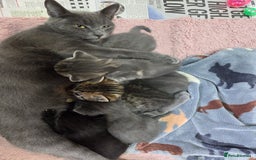 Mixed Breed cats for sale: Beautiful kittens  - Image 24