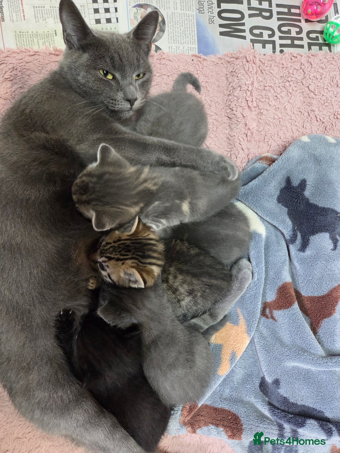 Mixed Breed cats for sale: Beautiful kittens  - Image 24