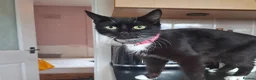 Mixed Breed cats for sale: 3 lovely male kittens  - Advert 2