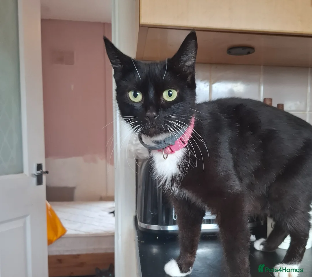 Mixed Breed cats for sale: 3 lovely male kittens  - Advert 2