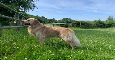 Golden Retriever dogs Personality WOW, Tail WOW, KC Registered  - Advert 12