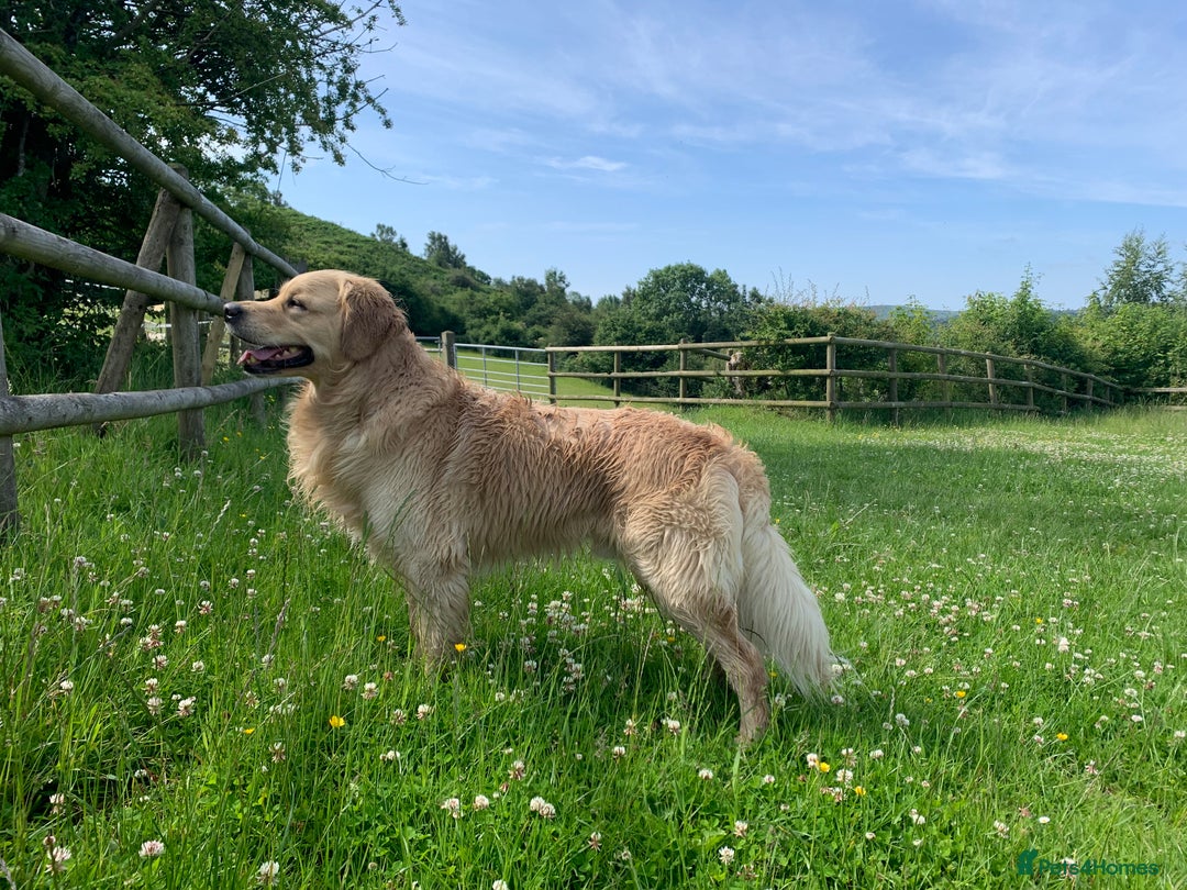 Golden Retriever dogs for stud: 5th Generation KC Registered TOO GOOD TO MISS STUD - Image 29