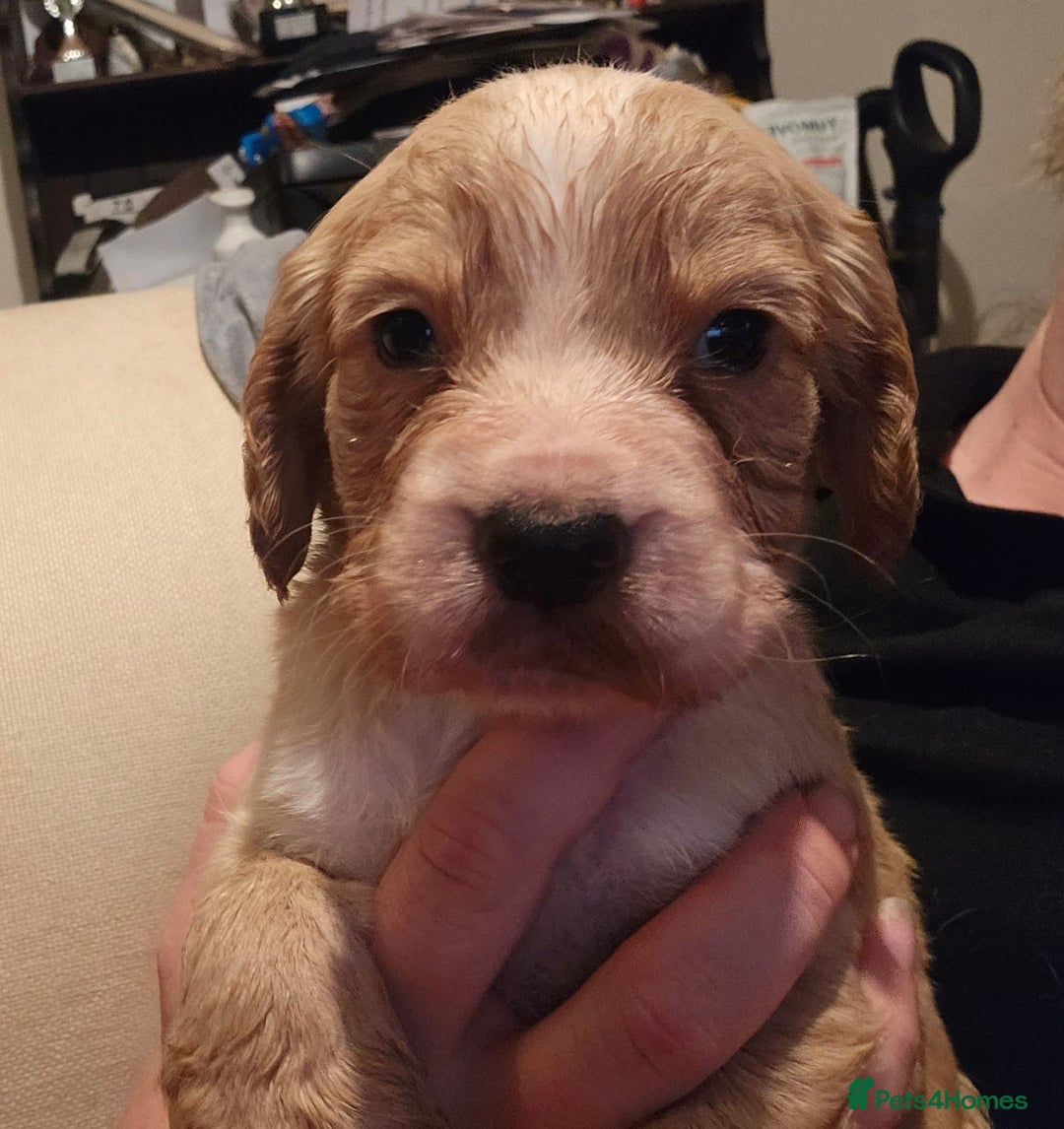 Sprocker dogs for sale: Sprocker puppies - Image 5