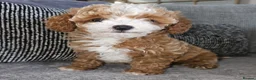 Cavapoo dogs for sale: 🧡 Cavapoo Boy! 🧡 in Kidderminster - Advert 9