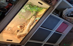 Bearded Dragon reptiles for sale: Baby bearded with set up  - Image 1