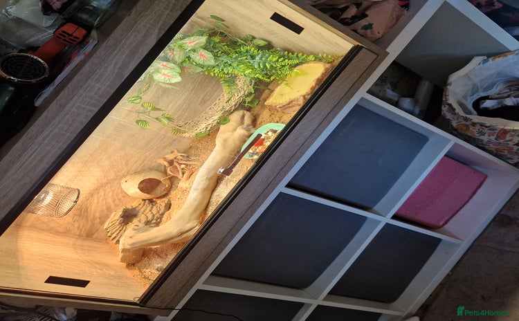Bearded Dragon reptiles - Advert 1