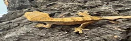 Mixed Breed reptiles for sale: various geckos! - Advert 17