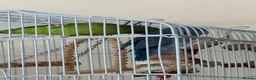 Parrots birds for sale: Pair of Parrotlets in Reading - Advert 2