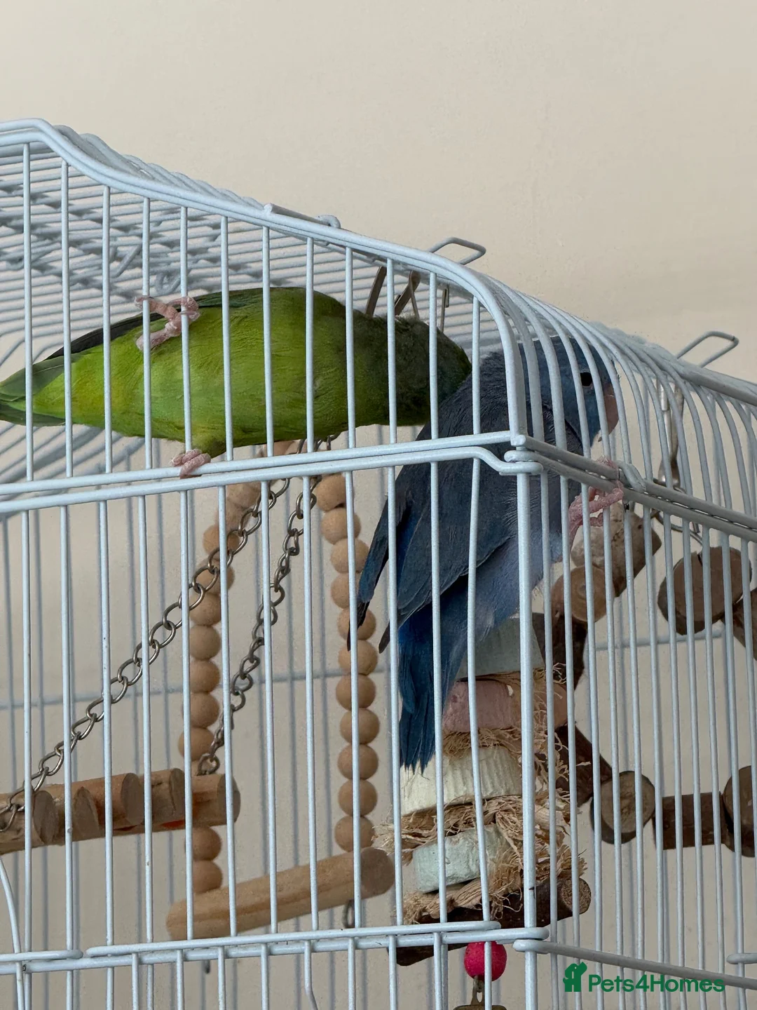Parrots birds for sale: Pair of Parrotlets in Reading - Advert 2