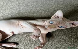 Sphynx cats for stud: Pedigree Elf Boy available for stud - Image 5
