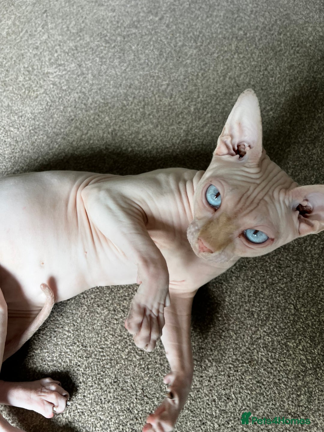 Sphynx cats for stud: Pedigree Elf Boy available for stud - Image 5