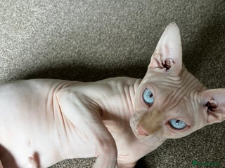 Sphynx cats - Advert 5