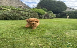 Toy Poodle dogs for sale: Toy poodle puppies looking for their forever home  - Image 6