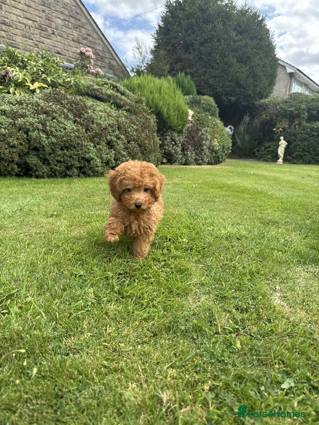 Toy Poodle dogs for sale: Toy poodle puppies looking for their forever home  - Image 6
