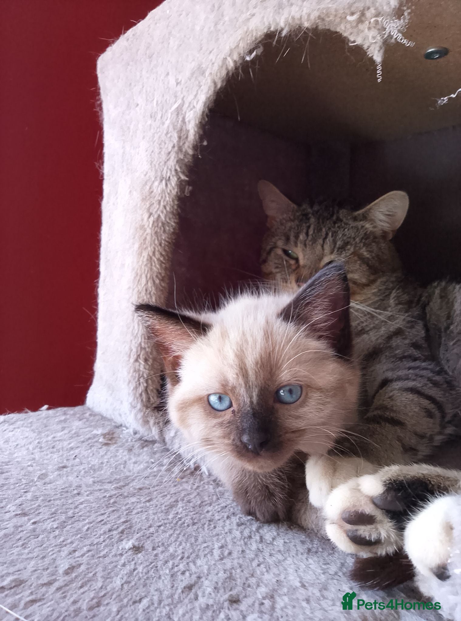 British Shorthair cats 2 cream girls - Advert 1
