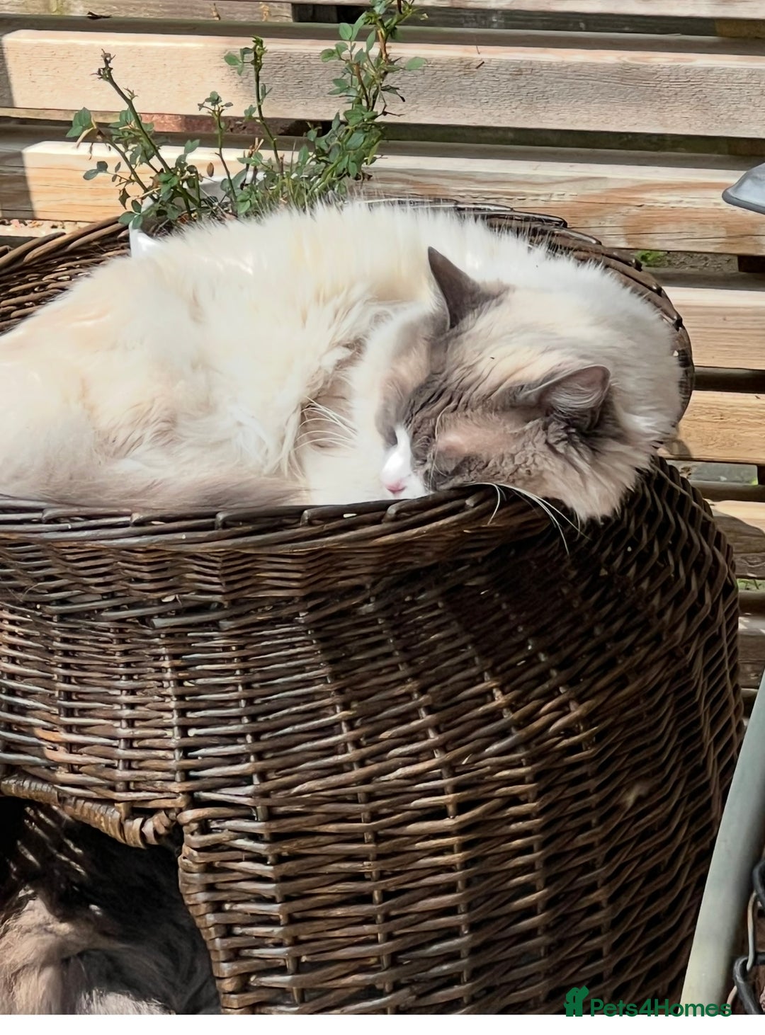 Ragdoll cats for sale: Blue `Bi-Colour  Male Ragdoll. 1 year - Image 6