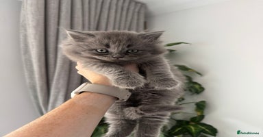 British Longhair cats - Advert 13