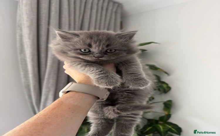British Longhair cats - Advert 2