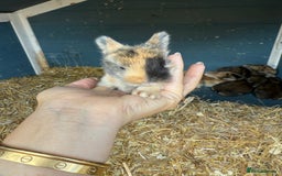 Harlequin rabbits for sale: Harlequin Baby rabbits for sale   - Image 2