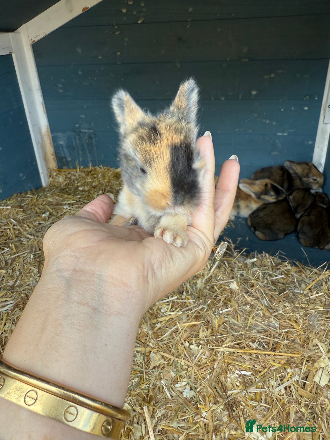 Harlequin rabbits for sale: Harlequin Baby rabbits for sale   - Image 2