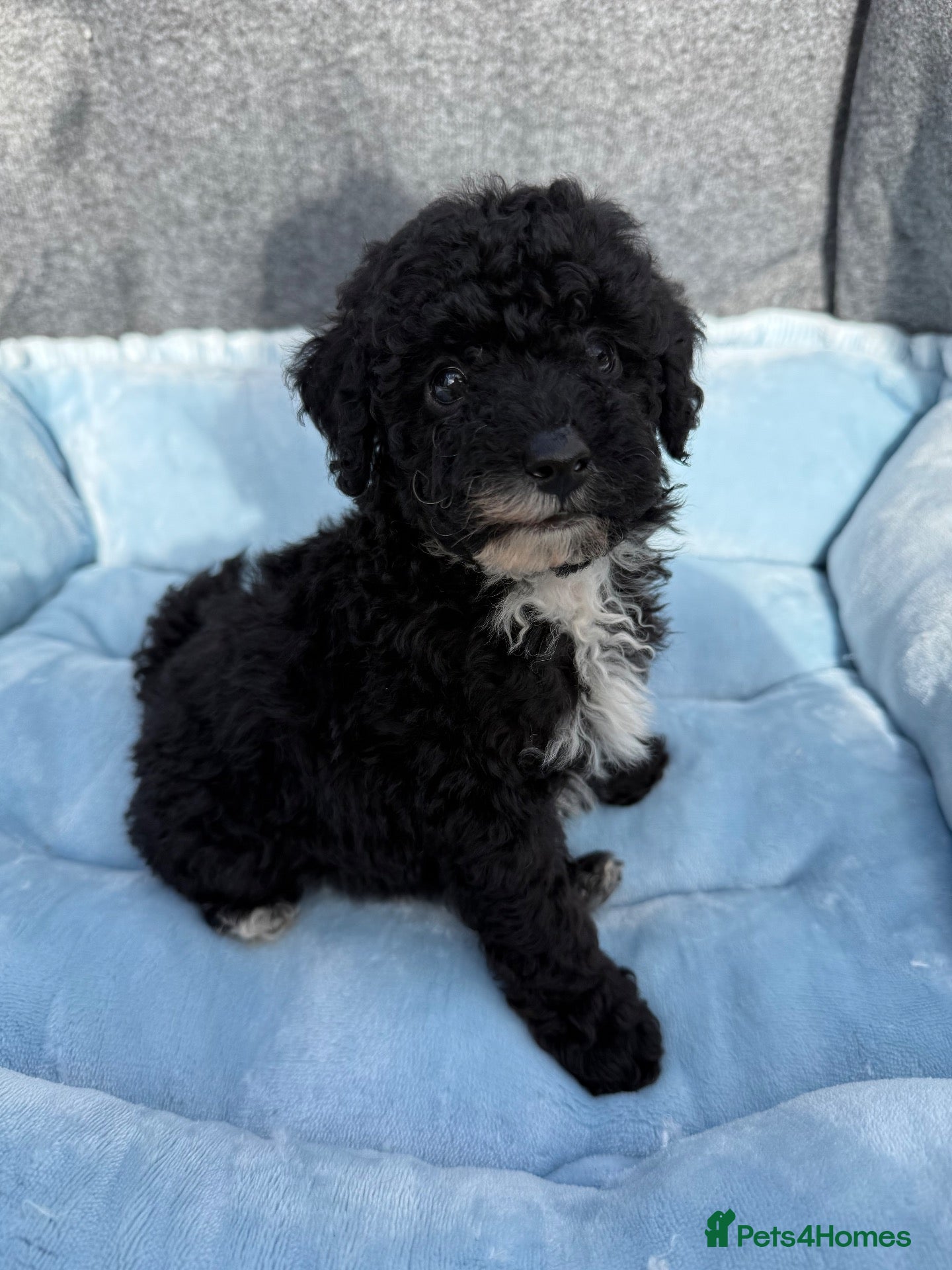 Toy Poodle dogs Adorable Toy Poodle Puppies  - Advert 3