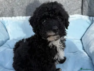 Toy Poodle dogs Adorable Toy Poodle Puppies - Advert 3