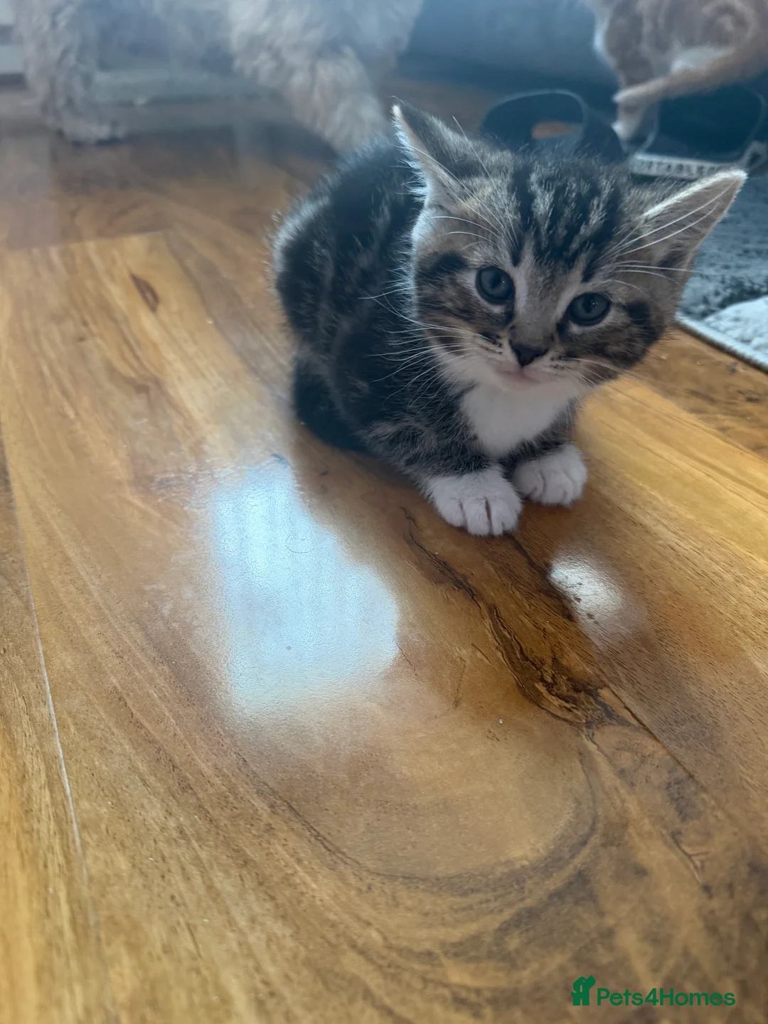 Mixed Breed cats for sale: 3 beautiful mixed ragdoll kittens  - Advert 13