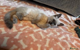 Ragdoll cats for sale: Ragdoll kittens  - Image 6