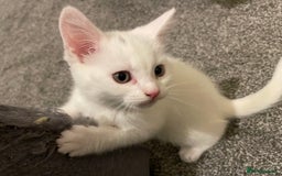 Turkish Angora cats for sale: Stunning Turkish Angora Kittens – Ready Now! 🐾 - Image 7