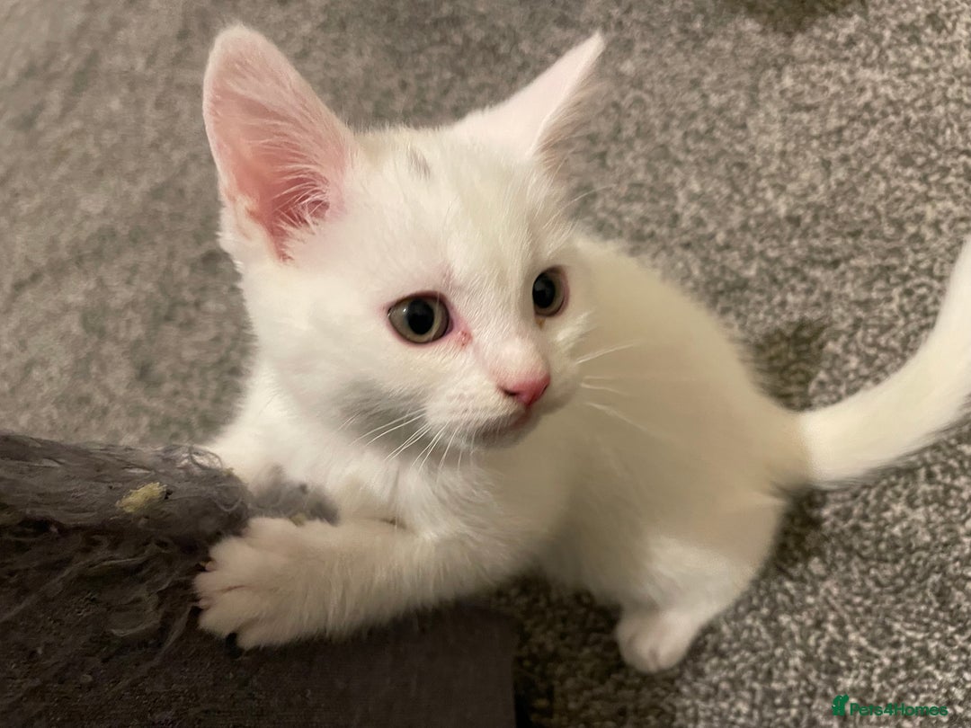 Turkish Angora cats for sale: Stunning Turkish Angora Kittens – Ready Now! 🐾 - Image 7