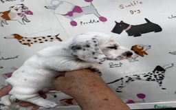 Miniature Dachshund dogs for sale: KC Miniature Smooth Dachshund  - Image 7