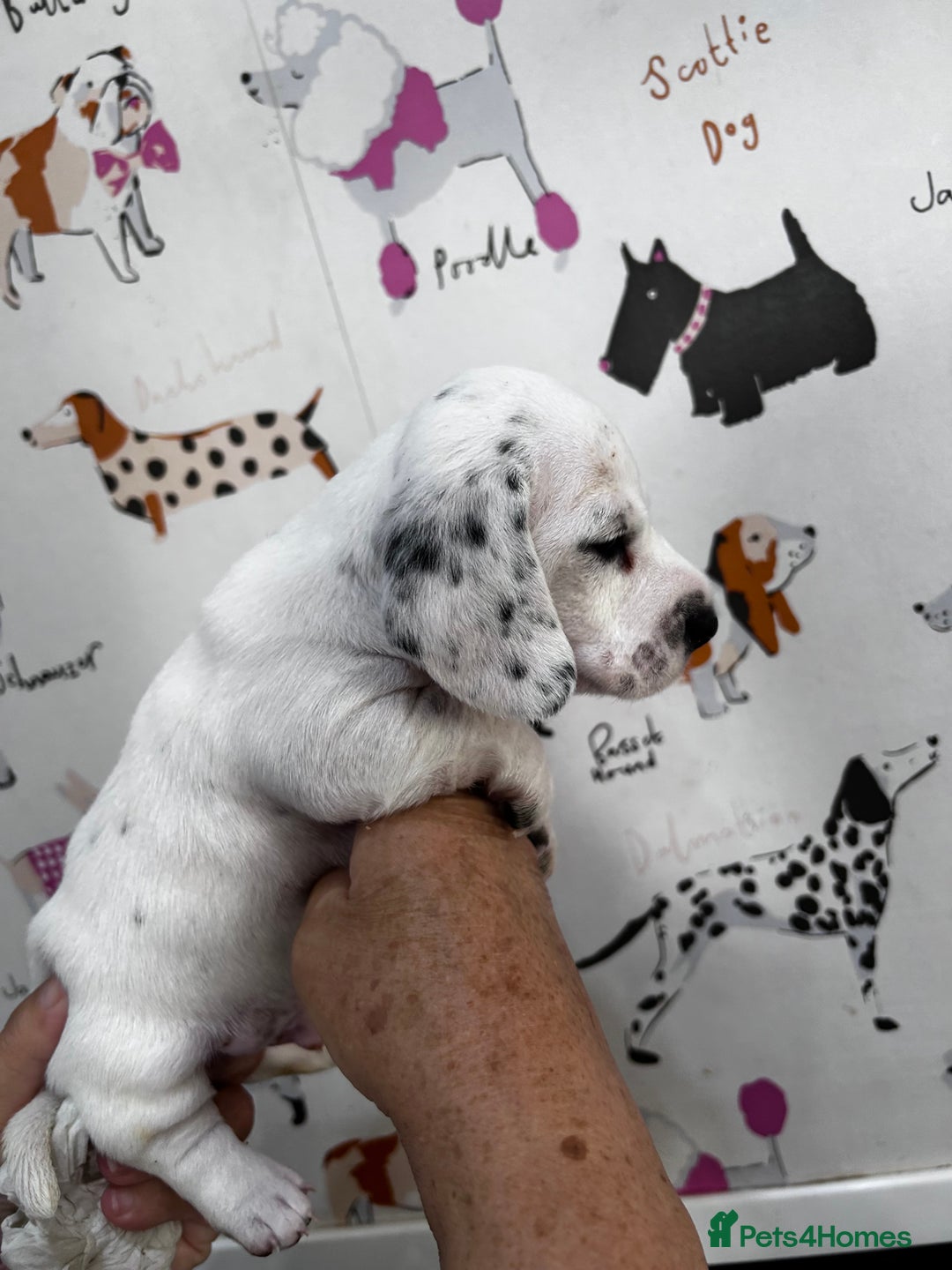 Miniature Dachshund dogs for sale: KC Miniature Smooth Dachshund  - Image 7