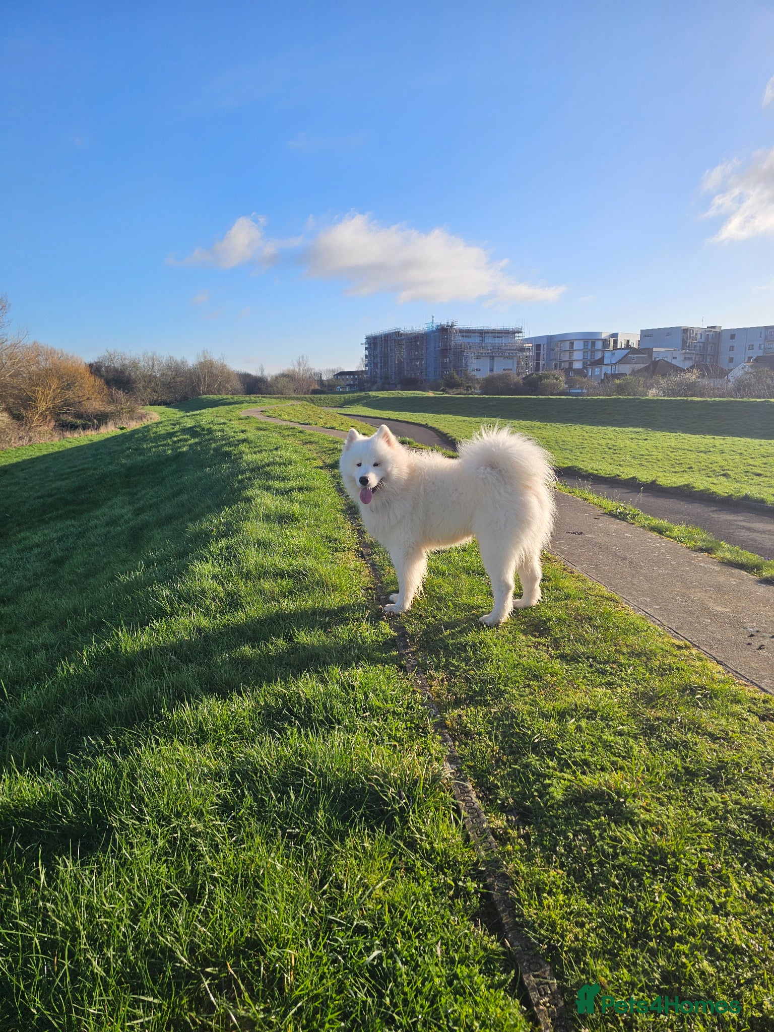 Samoyed dogs Pet for stud - Advert 1