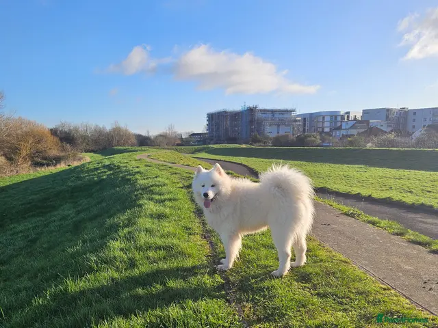 Samoyed dogs for stud: KC registration Samoyed for Stud - Advert 1