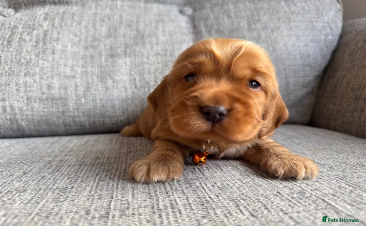 Cocker Spaniel dogs - Advert 6