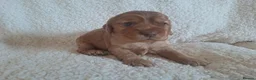 Cocker Spaniel dogs for sale: Gorgeous Show Type KC Cocker Spaniel Pups - Advert 7
